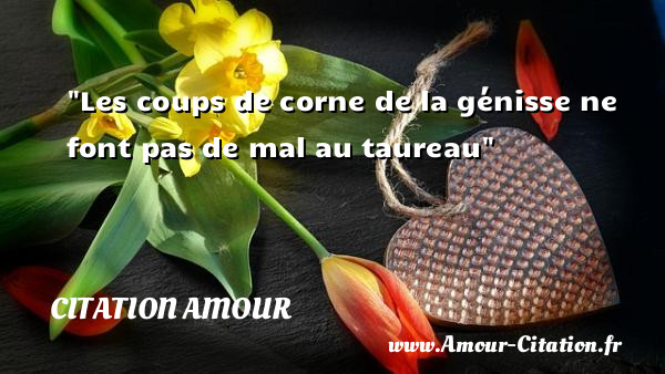 Les coups de corne de la génisse ne font pas de mal au taureau   Une citation d amour CITATION AMOUR