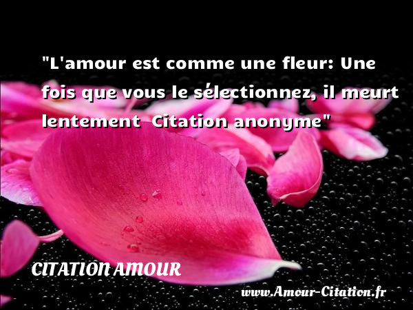 L amour est comme une fleur: Une fois que vous le sélectionnez, il meurt lentement   Citation anonyme   Une citation d amour CITATION AMOUR