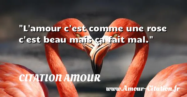 L amour c est comme une rose c est beau mais ça fait mal.  CITATION AMOUR