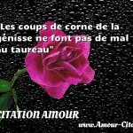  Les coups de corne de la génisse ne font pas de mal au taureau  CITATION AMOUR