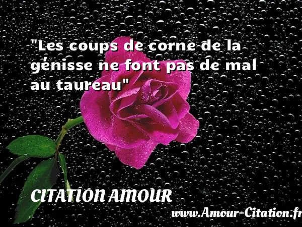 Les coups de corne de la génisse ne font pas de mal au taureau  CITATION AMOUR