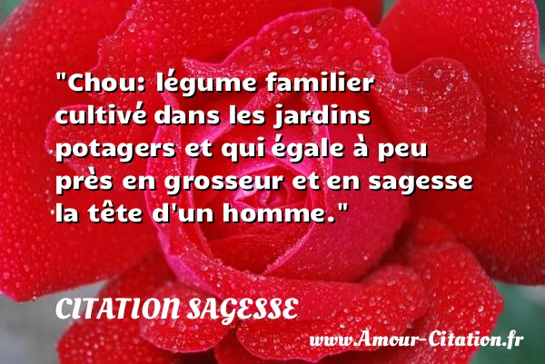 Chou: légume familier cultivé dans les jardins potagers et qui égale à peu près en grosseur et en sagesse la tête d un homme.  CITATION SAGESSE