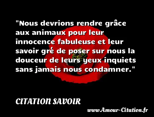 Nous devrions rendre grâce aux animaux pour leur innocence fabuleuse et leur savoir gré de poser sur nous la douceur de leurs yeux inquiets sans jamais nous condamner. CITATION SAVOIR