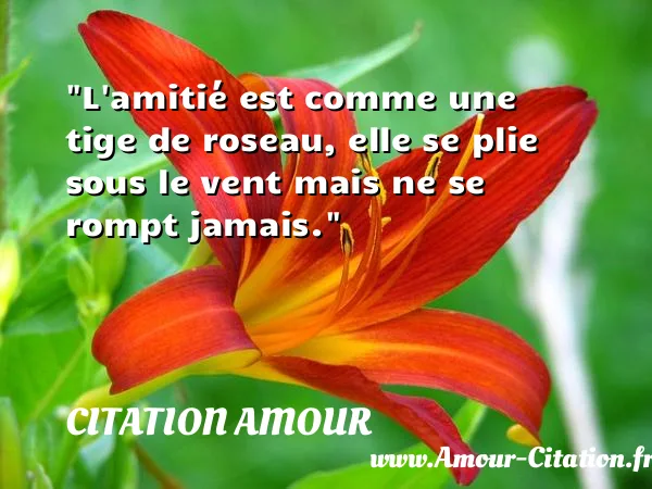 L amitié est comme une tige de roseau, elle se plie sous le vent mais ne se rompt jamais.  CITATION AMOUR