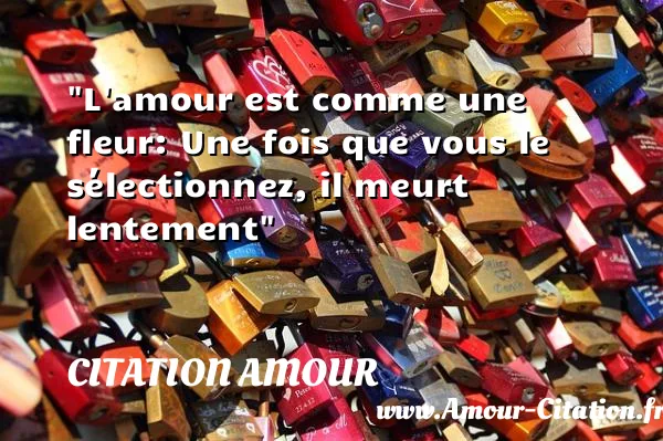 L amour est comme une fleur: Une fois que vous le sélectionnez, il meurt lentement  CITATION AMOUR