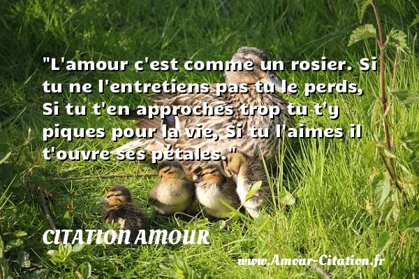L amour c est comme un rosier. Si tu ne l entretiens pas tu le perds, Si tu t en approches trop tu t y piques pour la vie, Si tu l aimes il t ouvre ses pétales.  CITATION AMOUR