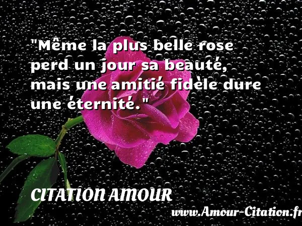 Même la plus belle rose perd un jour sa beauté, mais une amitié fidèle dure une éternité.  CITATION AMOUR