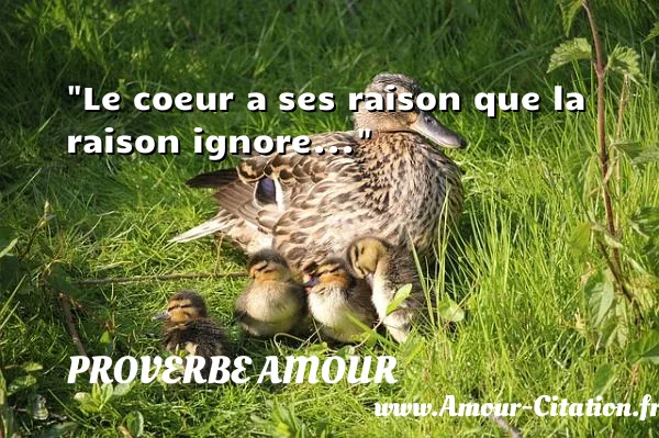 Le coeur a ses raison que la raison ignore...  PROVERBE AMOUR